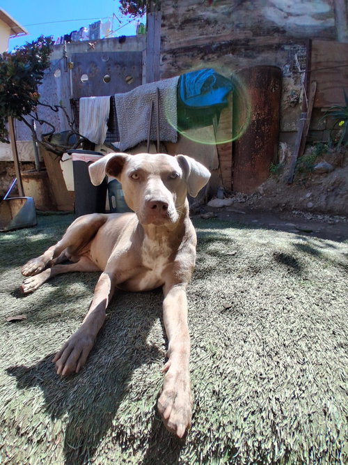 Vanilla, an adoptable Weimaraner in Inglewood, CA