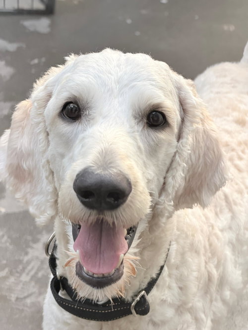 Alex, an adoptable Golden Retriever in Inglewood, CA