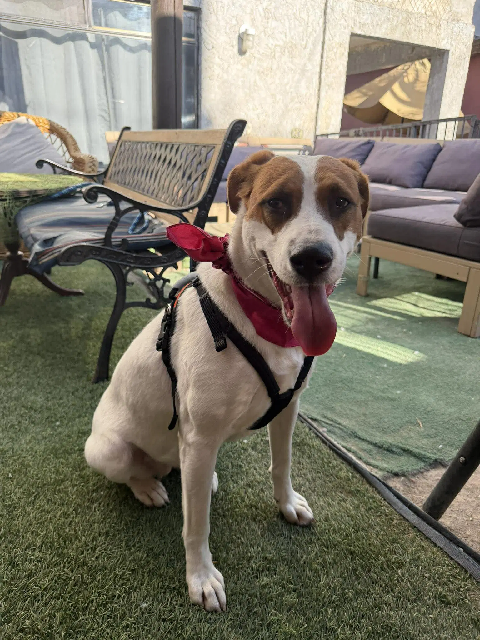 Penny D - American Foxhound
