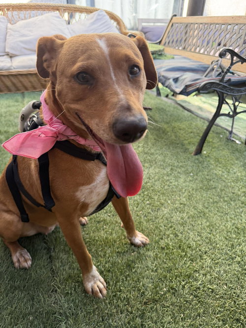 Xena, an adoptable American Foxhound in Inglewood, CA