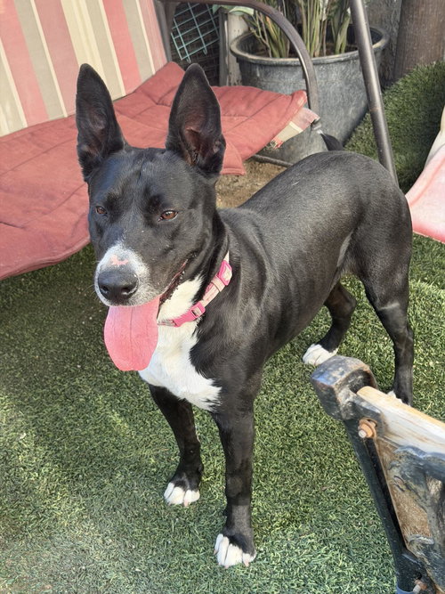 Rosita, an adoptable Australian Kelpie in Inglewood, CA