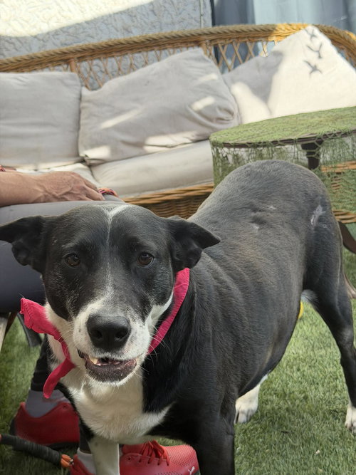 Vaca, an adoptable Australian Kelpie in Inglewood, CA