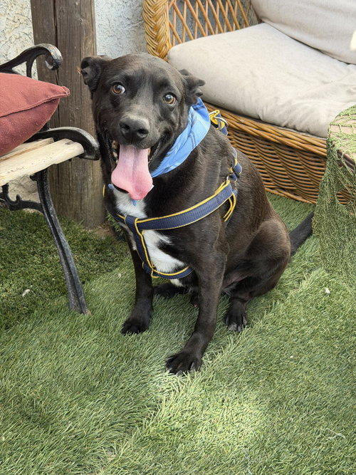 Bebo, an adoptable Black Labrador Retriever in Inglewood, CA