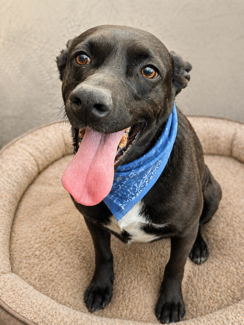Bebo, an adoptable Black Labrador Retriever in Inglewood, CA