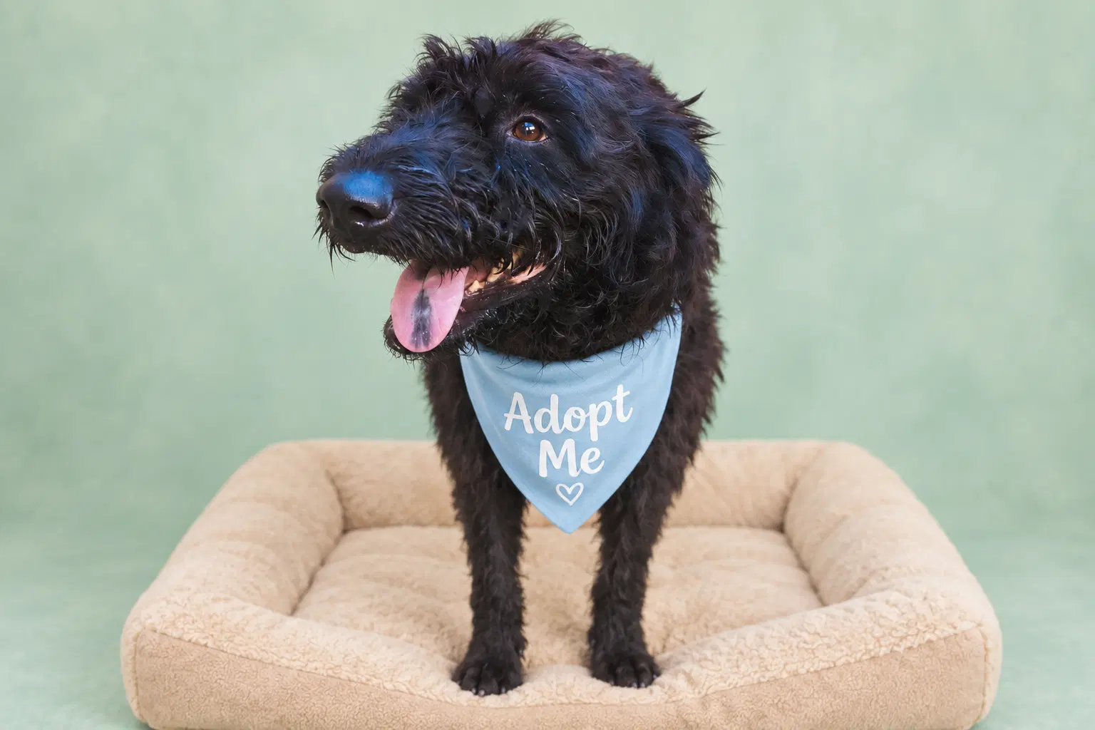 Moonstone - Portuguese Water Dog Mix