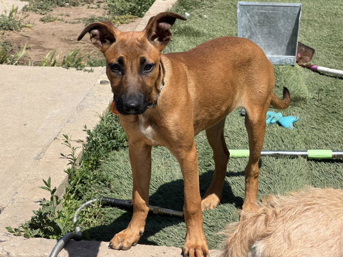 Canelita, an adoptable Black Mouth Cur in Inglewood, CA