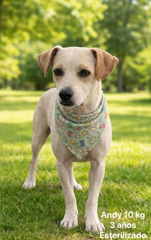 Andy, an adoptable Jack Russell Terrier in Inglewood, CA