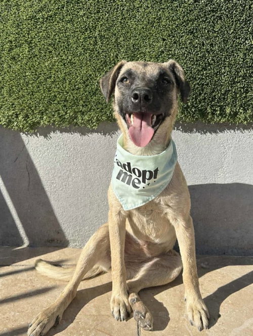 Tilina, an adoptable Black Mouth Cur in Inglewood, CA