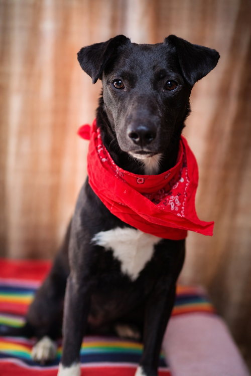 Lula, an adoptable Terrier in Inglewood, CA