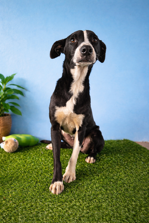 Lana N, an adoptable Terrier in Inglewood, CA