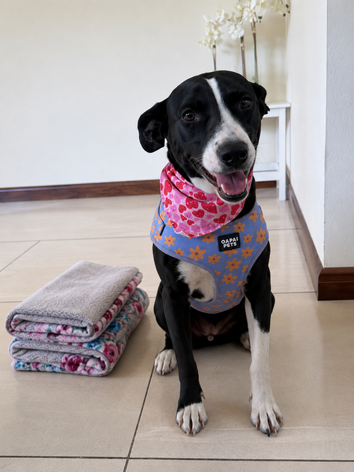 Lana N, an adoptable Terrier in Inglewood, CA