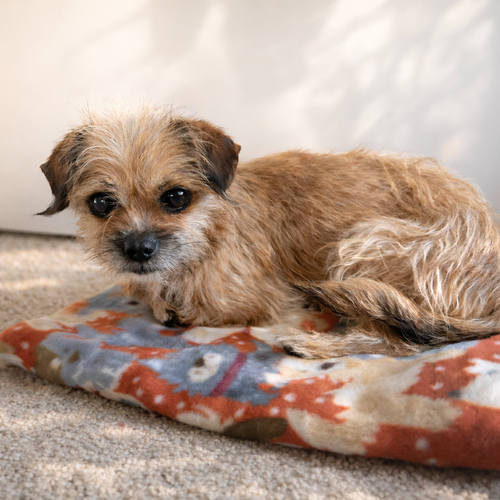 Chicky, an adoptable Border Terrier in Inglewood, CA