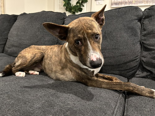 S'mores, an adoptable Hound in Inglewood, CA