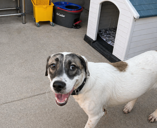 Zorro photo 3
