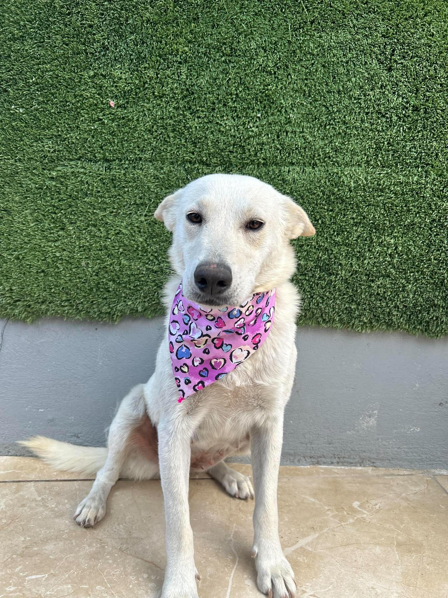 Sky - Terrier