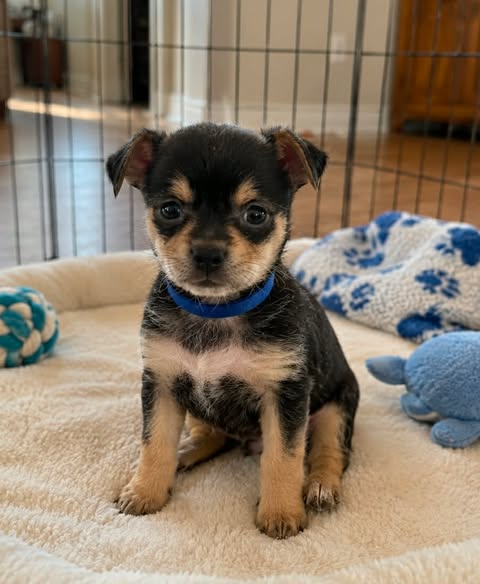 Nyxx, an adoptable Cairn Terrier in Inglewood, CA