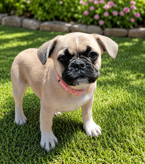 Karma, an adoptable French Bulldog in Inglewood, CA