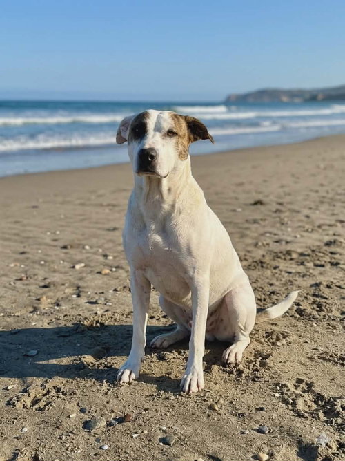 Carmelo N, an adoptable Terrier in Inglewood, CA