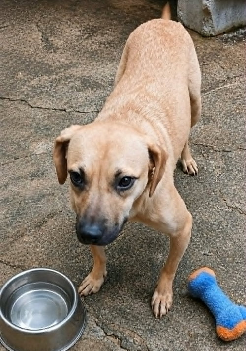 Max D, an adoptable Terrier in Inglewood, CA