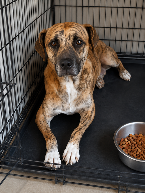 Lola D, an adoptable American Pit Bull Terrier in Inglewood, CA