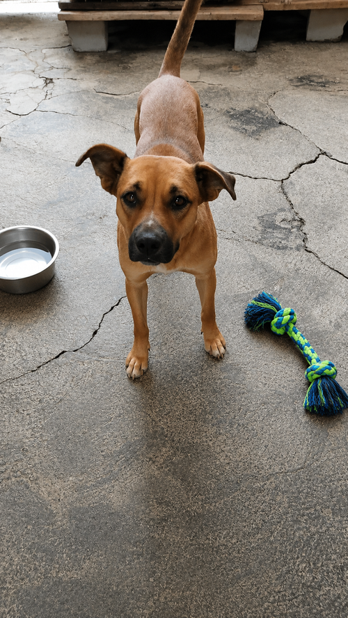 Horchata D, an adoptable Black Mouth Cur in Inglewood, CA