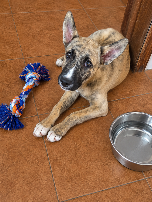 Tigresa J, an adoptable Carolina Dog in Inglewood, CA