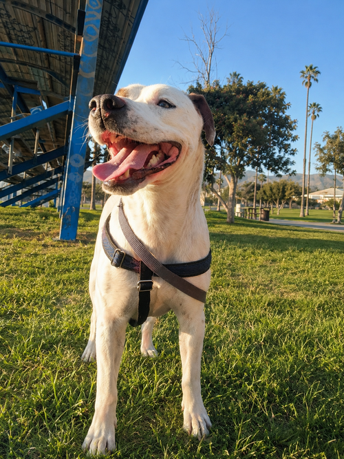 Nino T, an adoptable American Pit Bull Terrier in Inglewood, CA