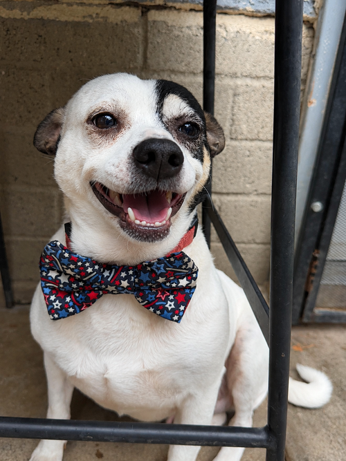 Penguin T, an adoptable Jack Russell Terrier in Inglewood, CA