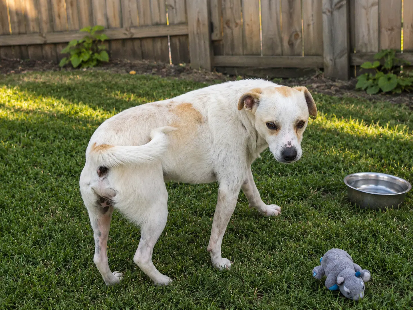 Chilly Y - Jack Russell Terrier Mix