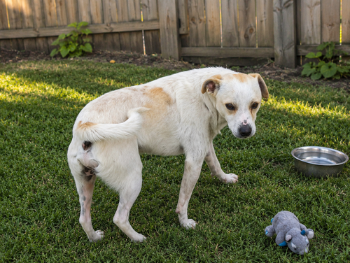 Chilly Y, an adoptable Jack Russell Terrier in Inglewood, CA