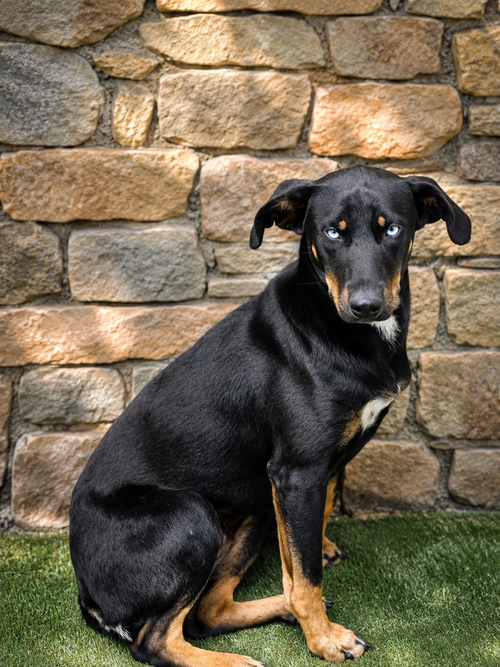 Chiquita J, an adoptable Miniature Pinscher in Inglewood, CA