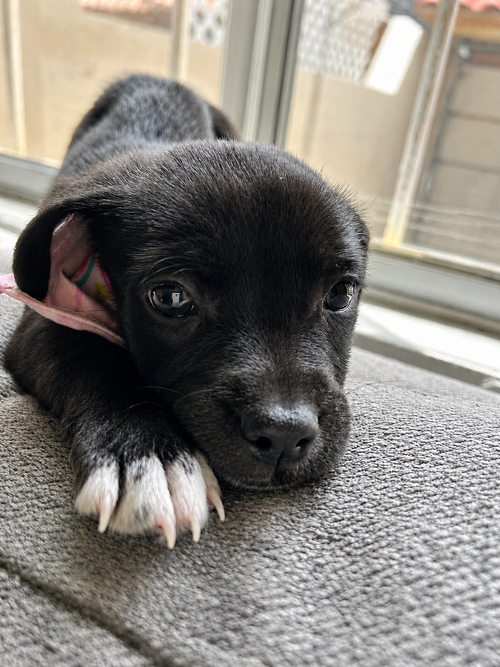 Mulan A, an adoptable Terrier in Inglewood, CA