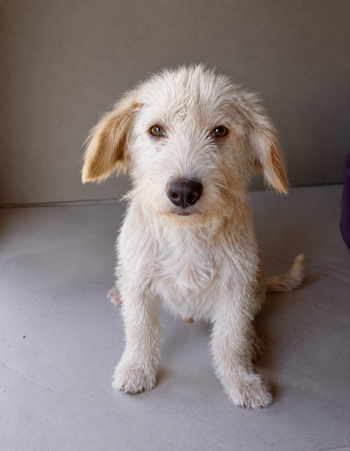 Garu T, an adoptable Wirehaired Fox Terrier in Inglewood, CA