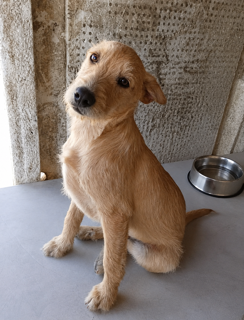 Tobby T, an adoptable Border Terrier in Inglewood, CA