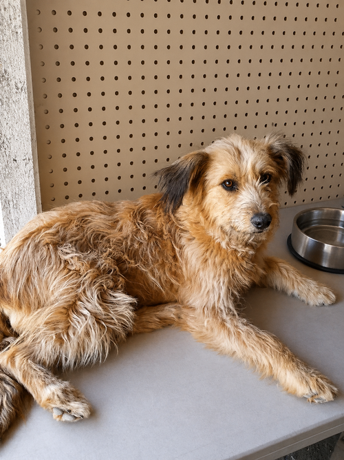Pelusa T, an adoptable Border Terrier in Inglewood, CA
