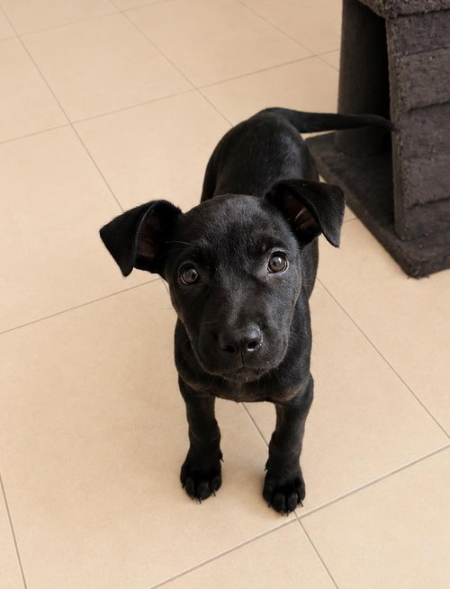 Molly K, an adoptable Terrier in Inglewood, CA