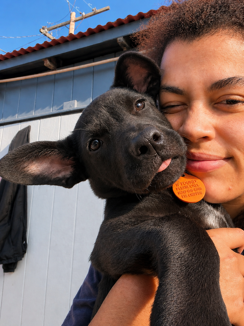 Chispita K, an adoptable Terrier in Inglewood, CA