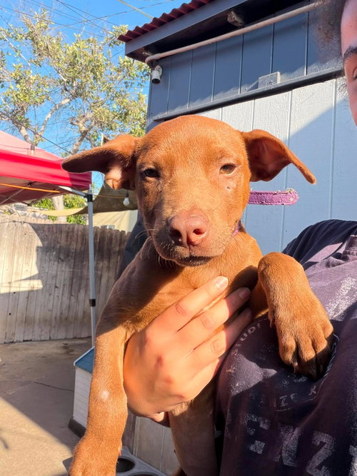 Cinnamon, an adoptable Terrier in Inglewood, CA