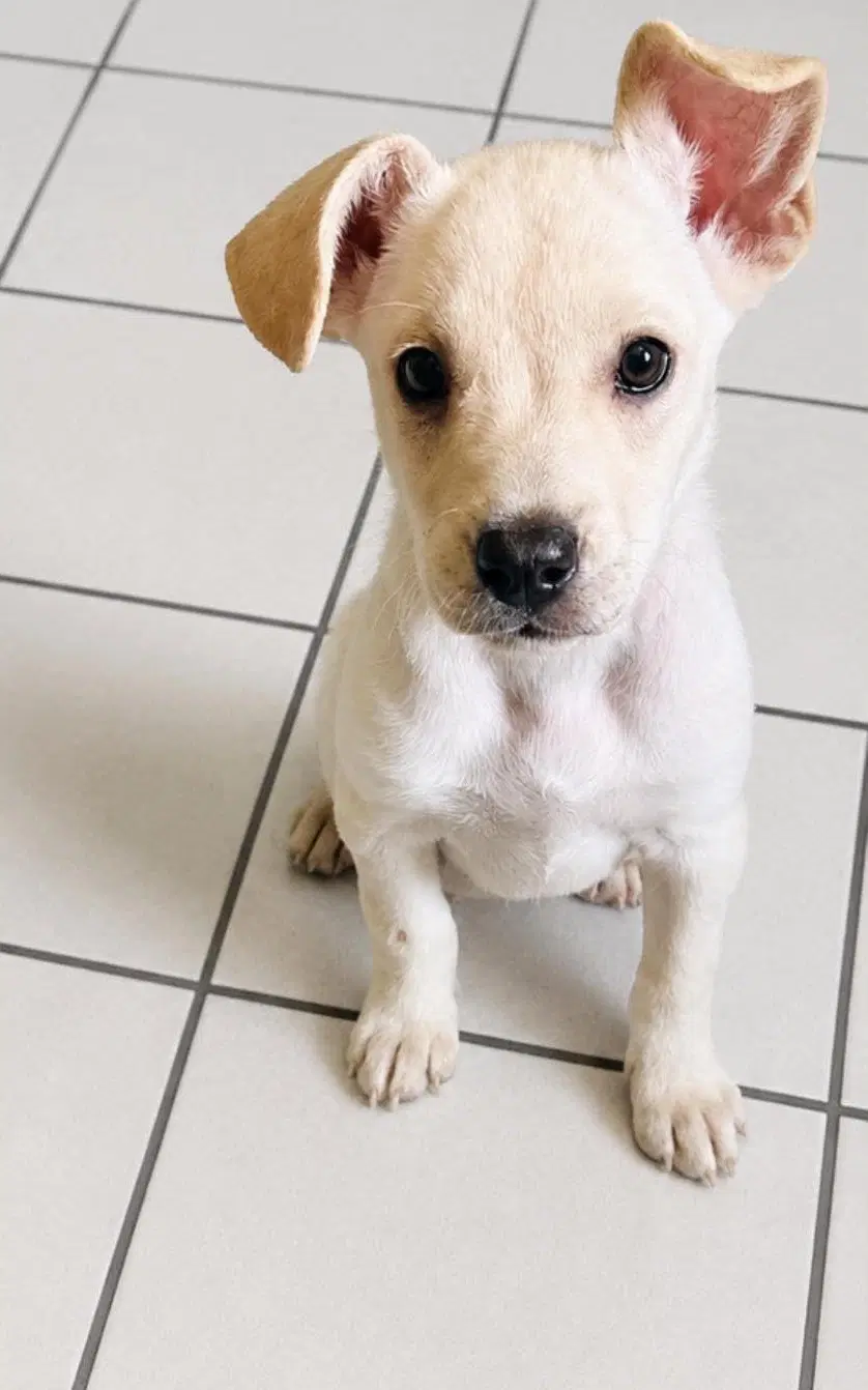 Snowy K - Labrador Retriever