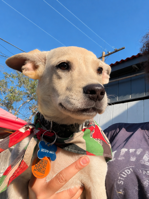 Snowy K, an adoptable Terrier in Inglewood, CA