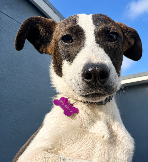 Moka T, an adoptable Jack Russell Terrier in Inglewood, CA
