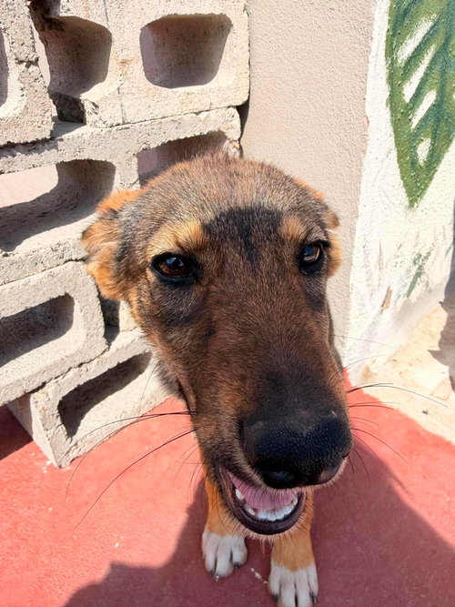 Simba T photo 4