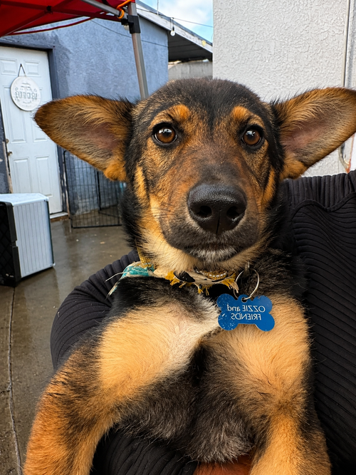 Simba T, an adoptable Terrier in Inglewood, CA