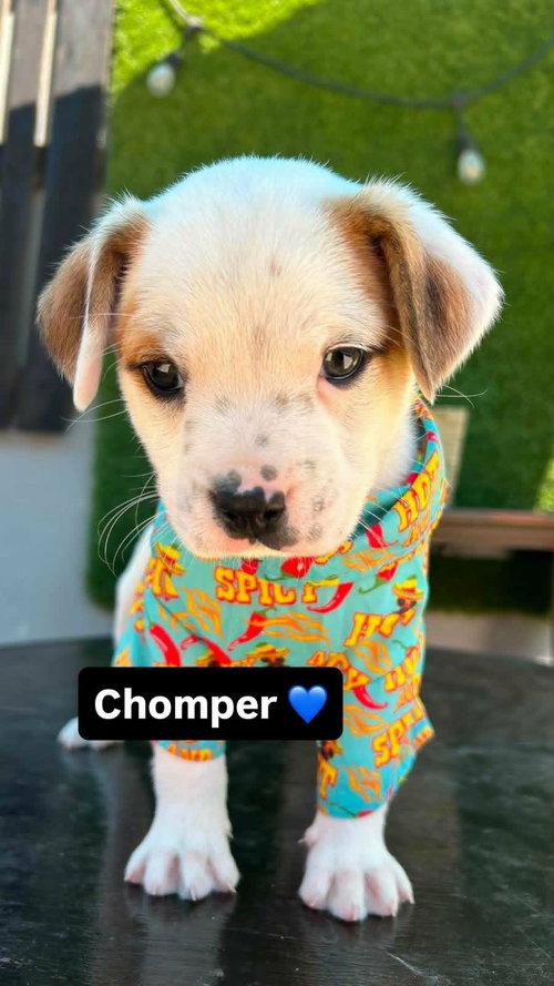 Chomper A