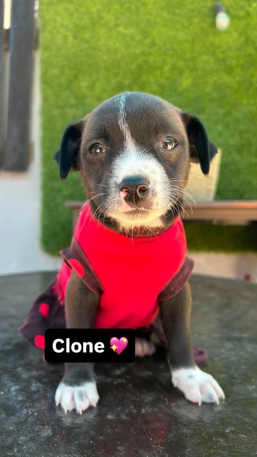 Clone A