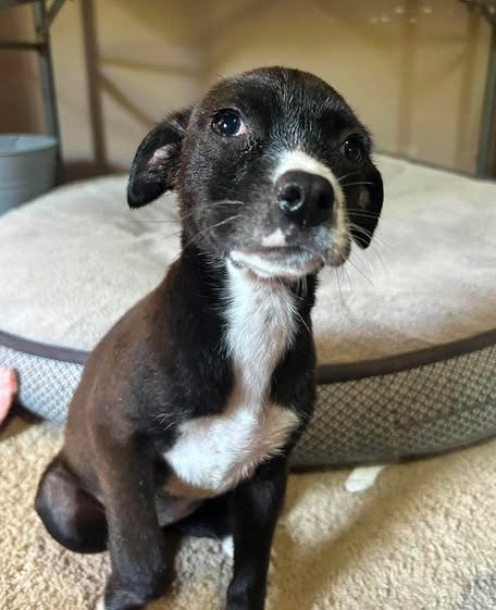 Clone A, an adoptable American Bulldog in Inglewood, CA