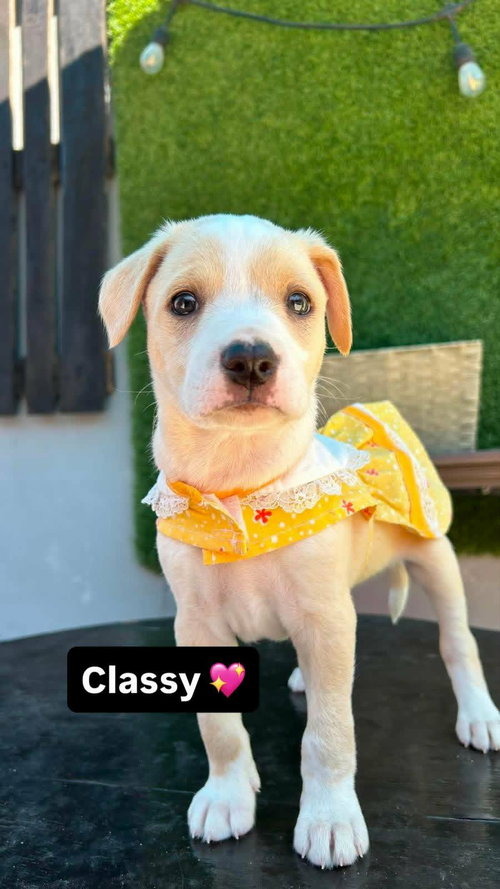 Classy A