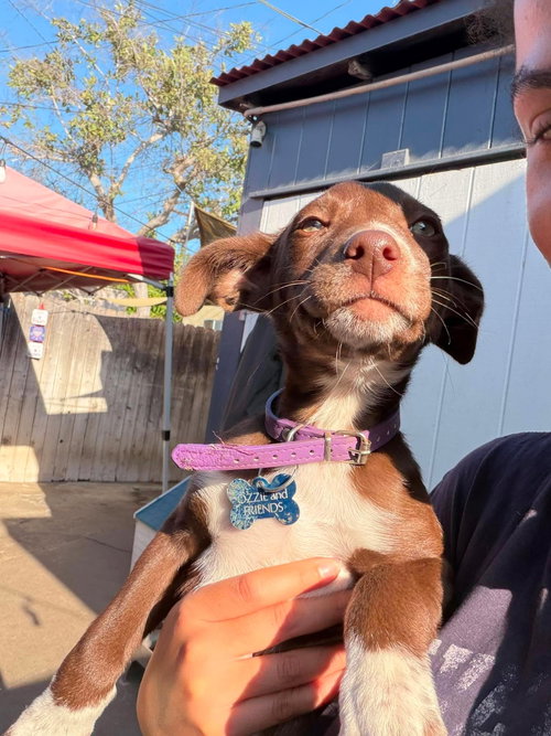 Marisol D, an adoptable Dachshund in Inglewood, CA