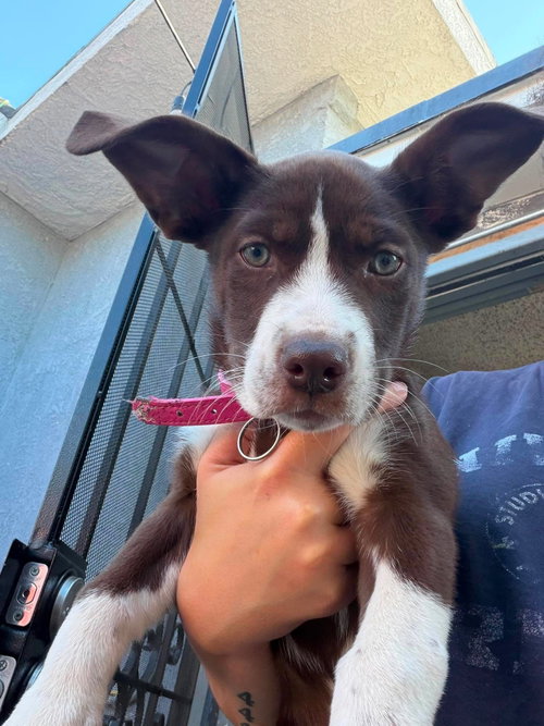 Miriam D, an adoptable Terrier in Inglewood, CA
