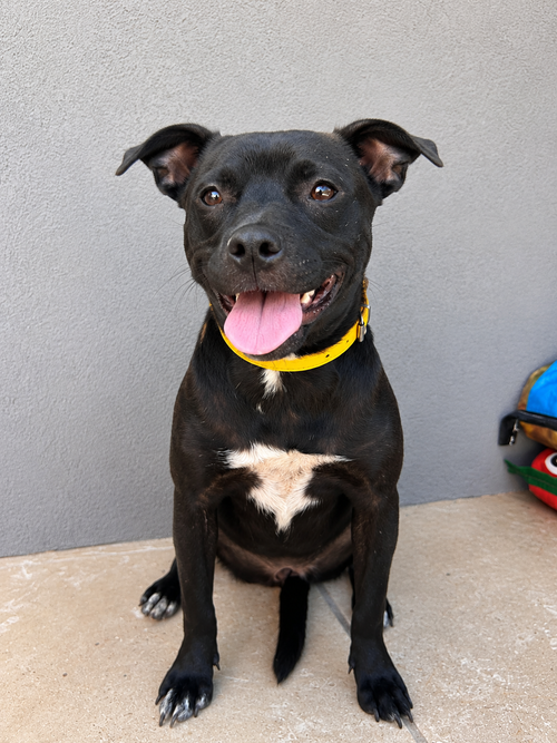 Lentil S, an adoptable Pug in Inglewood, CA